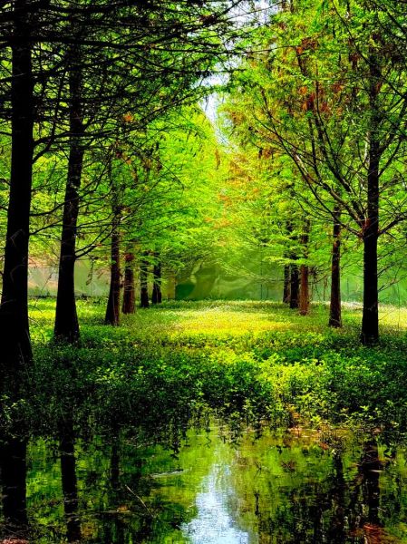 绿色气息是什么意思_如何营造绿色气息