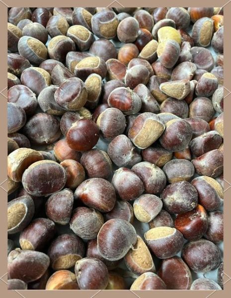 栗子怎么保存不会坏_新鲜栗子能放多久