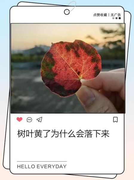 树叶为什么会变黄掉落_秋天落叶过程