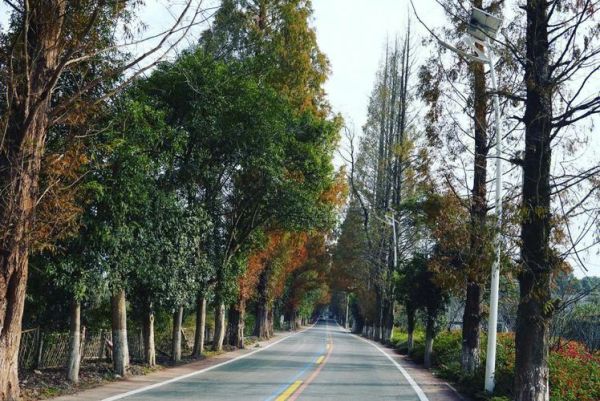 幽林深处在哪里_幽林深处有什么