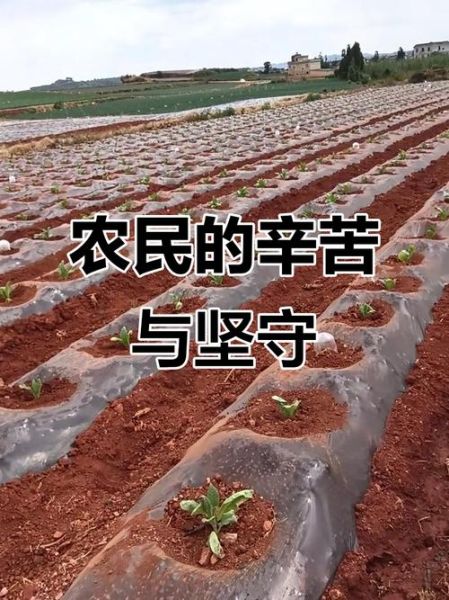 耕作之苦是什么意思_如何理解农民的辛劳