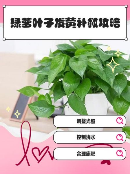 绿萝叶子发黄怎么办_多肉植物多久浇一次水