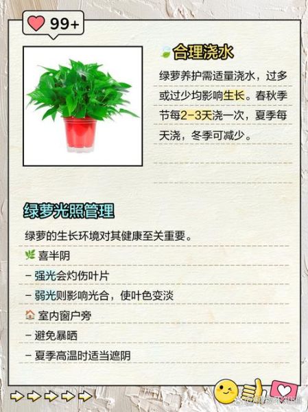 绿萝叶子发黄怎么办_多肉植物多久浇一次水