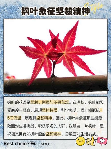 枫叶词语图片大全_如何教孩子识枫叶