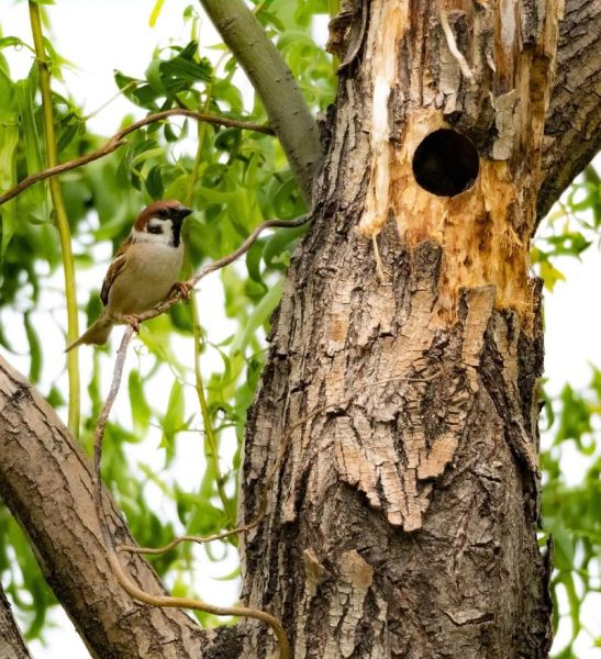 麻雀在我家筑巢怎么办_如何驱赶又不伤鸟