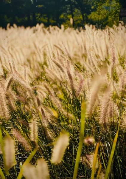 秋天小草为什么会变黄_秋天小草变黄的原因