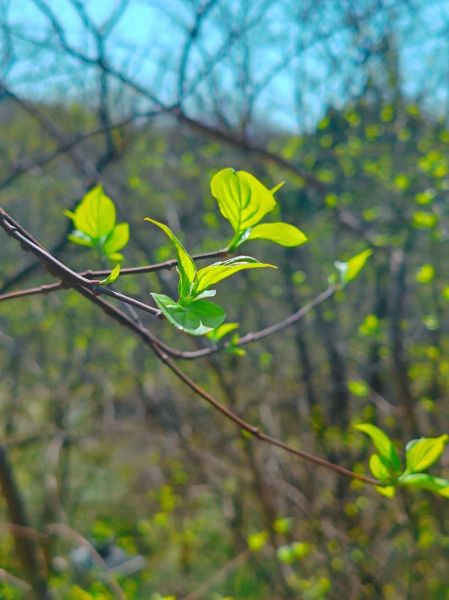 春天叶子有哪些颜色_春天叶子为什么变绿