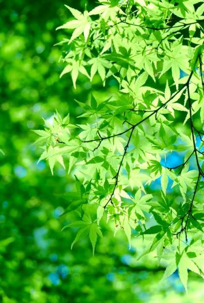 春天叶子有哪些颜色_春天叶子为什么变绿