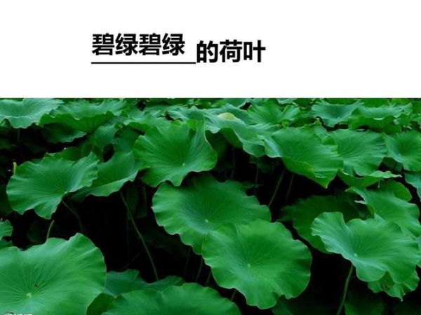 河流绿色词语有哪些_河流绿色词语怎么写