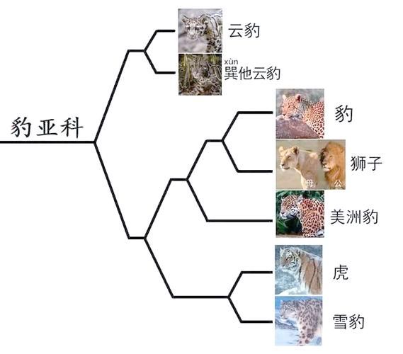 而且动物有哪些_而且动物和并且动物区别