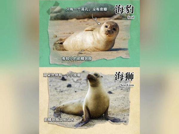 而且动物有哪些_而且动物和并且动物区别