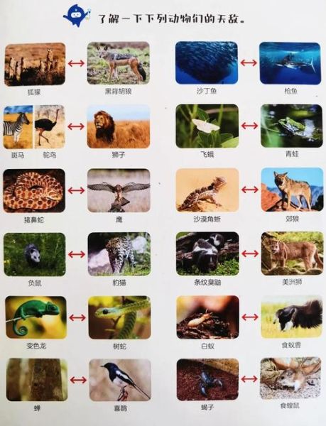 而且动物有哪些_而且动物和并且动物区别