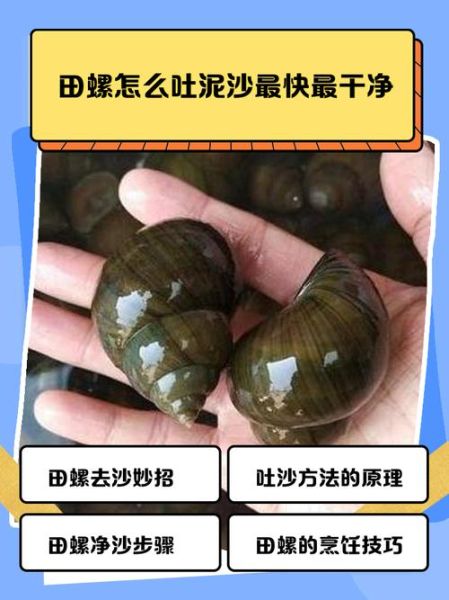 田螺怎么清洗_田螺的做法步骤详解