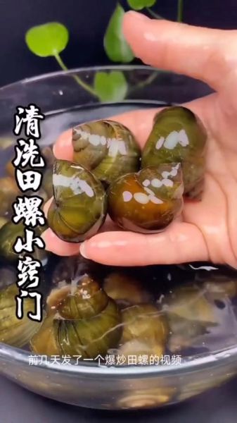 田螺怎么清洗_田螺的做法步骤详解