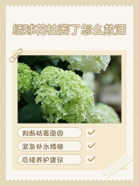 花朵枯萎怎么办_花朵枯萎还能救活吗