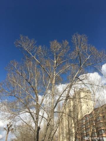 青青草手机怎么下载_青青草手机安全吗