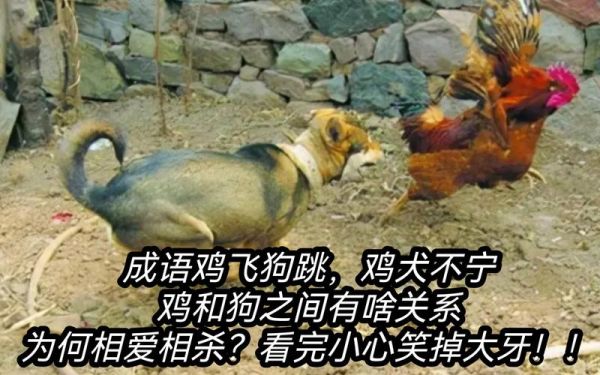 鸡飞狗跳是什么意思_鸡飞狗跳和鸡犬不宁的区别