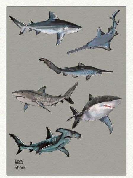 鲨鱼有哪些种类_鲨鱼为什么攻击人类