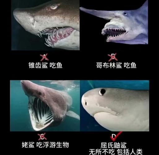 鲨鱼有哪些种类_鲨鱼为什么攻击人类