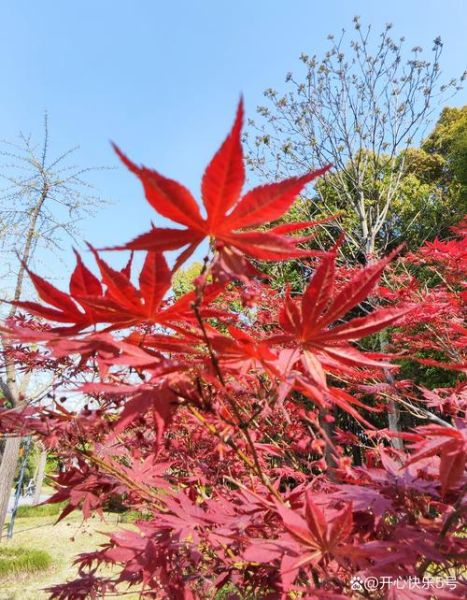 红叶什么时候最红_红叶四字词语有哪些