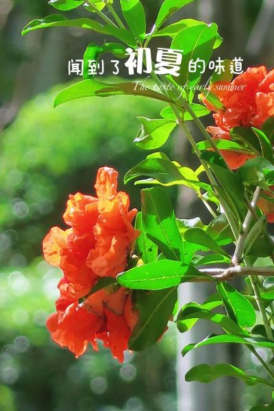 夏风是什么味道_夏风怎么形容才动人