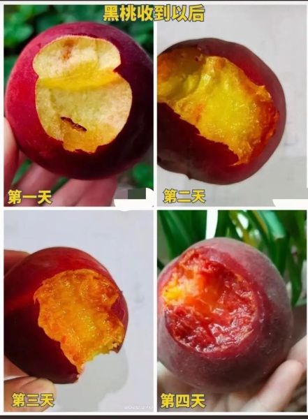 红桃皇后_黑桃皇后区别在哪