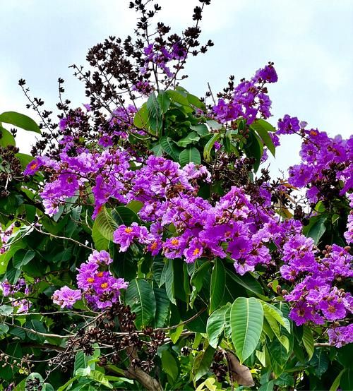 花争艳是什么意思_花争艳的寓意与用法