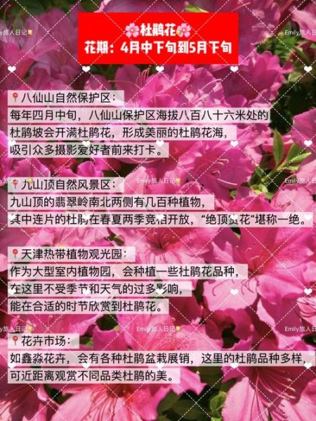 花争艳是什么意思_花争艳的寓意与用法