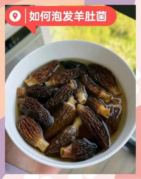 羊肚菌怎么泡发_羊肚菌的家常做法