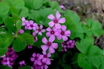 紫色四字词语有哪些_如何优雅运用