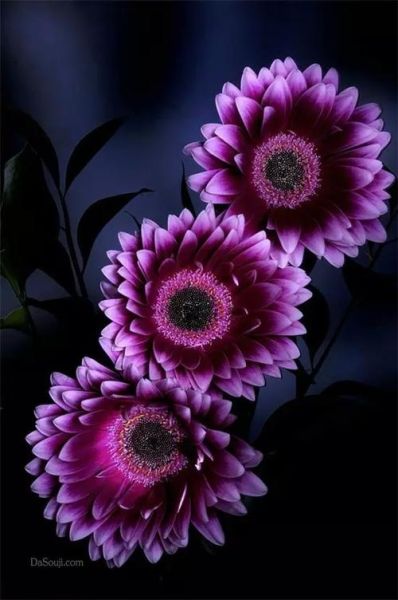 紫色四字词语有哪些_如何优雅运用