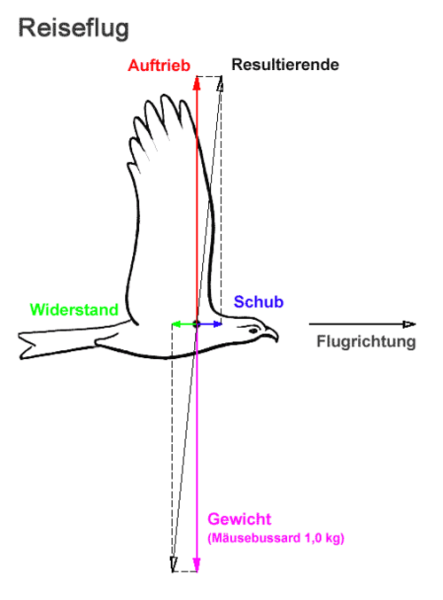 小鸟怎么飞_小鸟飞行原理