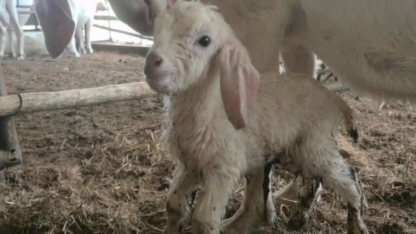 小羊为什么叫_小羊羔和羊宝宝区别在哪