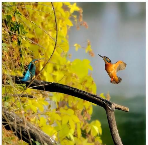 翠鸟喜欢什么环境_翠鸟怎么筑巢