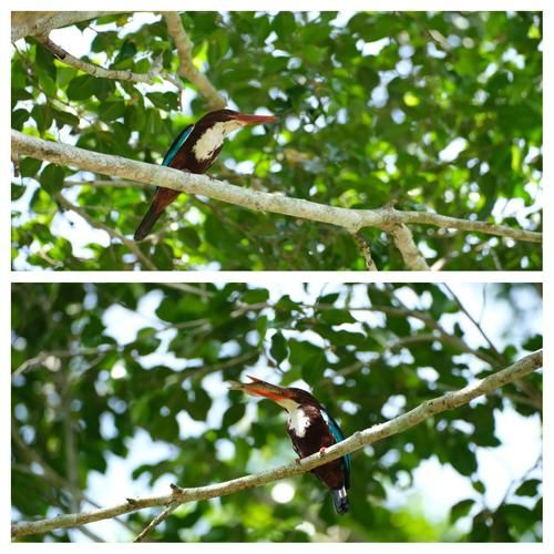 翠鸟喜欢什么环境_翠鸟怎么筑巢