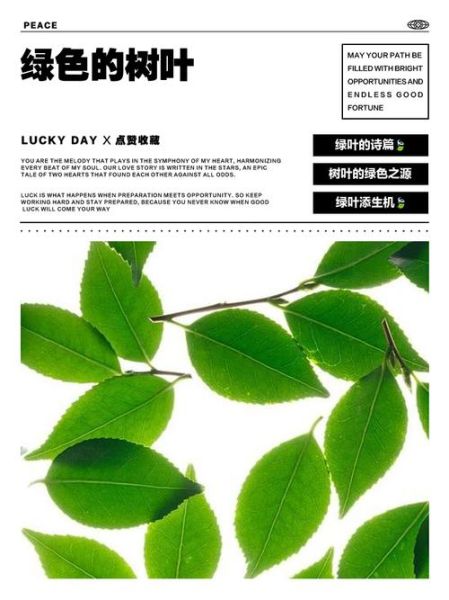 树叶为什么会变绿_如何让树叶更绿