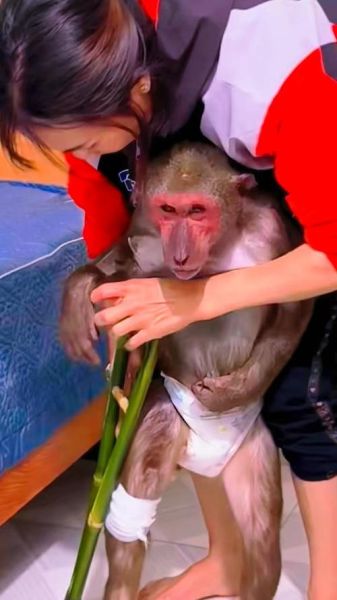 猴子摔倒是什么原因_猴子摔倒后怎么办