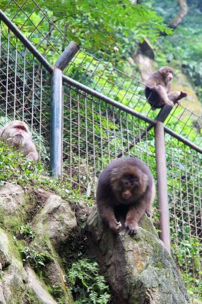 猴子摔倒是什么原因_猴子摔倒后怎么办