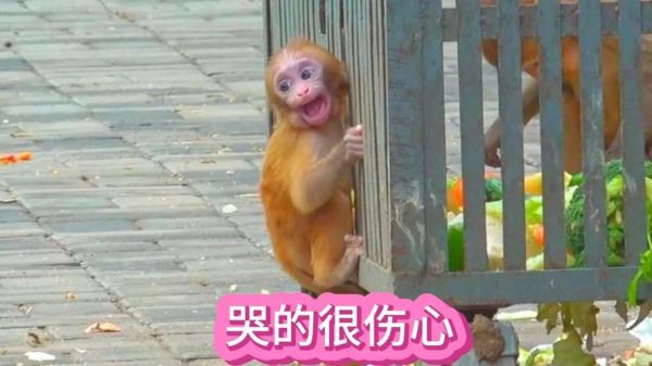猴子摔倒是什么原因_猴子摔倒后怎么办