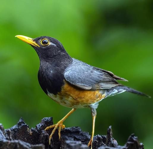 形容鸟眼睛的词语有哪些_如何描写鸟的眼睛