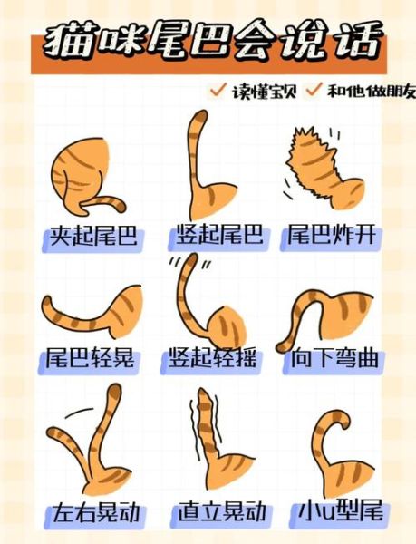 怎样的尾巴_猫尾巴为什么总是动