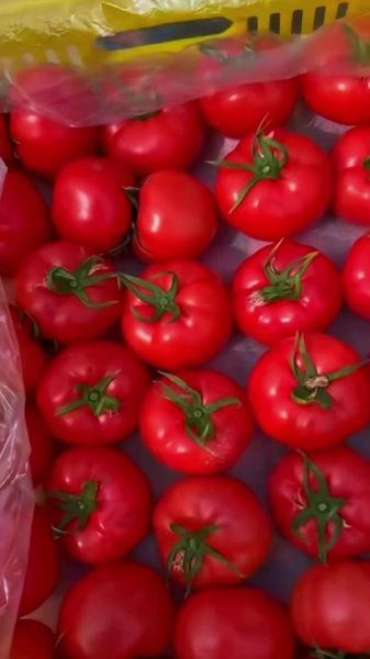 西红柿像什么词语_西红柿像什么水果