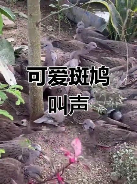斑鸠的叫声像什么_斑鸠咕咕叫代表什么