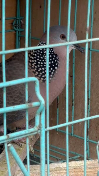 斑鸠的叫声像什么_斑鸠咕咕叫代表什么