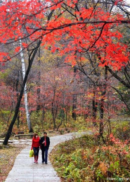 秋天去哪里看红叶_如何拍出层林尽染大片