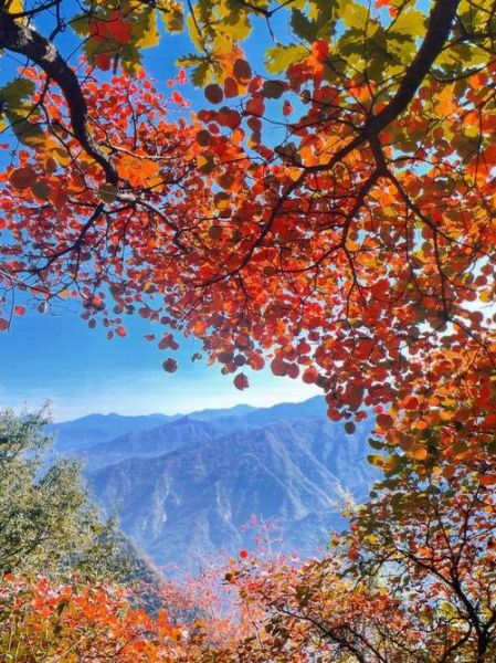 秋天去哪里看红叶_如何拍出层林尽染大片