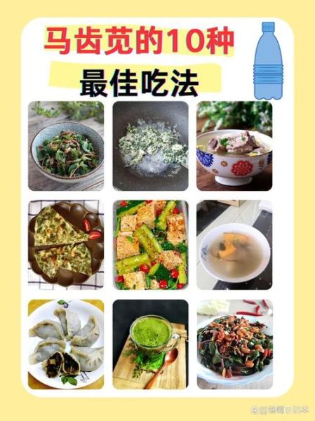马齿苋怎么做好吃_马齿苋的做法大全