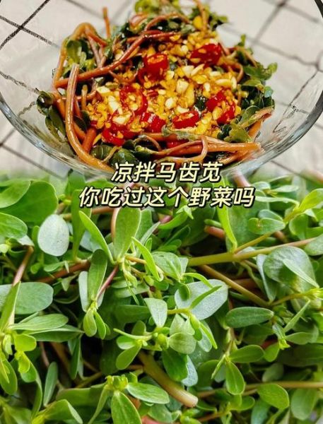 马齿苋怎么做好吃_马齿苋的做法大全