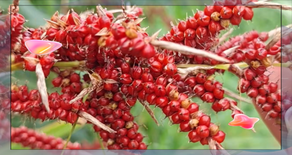 红彤彤是什么意思_红彤彤的用法有哪些