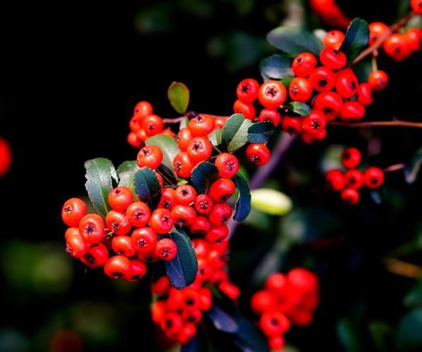 红彤彤是什么意思_红彤彤的用法有哪些